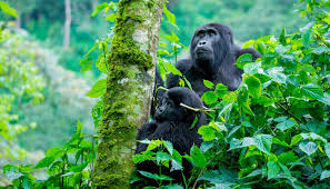 Images (26) 5-Day Kigali to Lake Bunyonyi & Bwindi Trekking Tour
