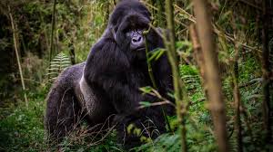 Key Species In Bwindi &Amp; Mgahinga 11 Key Species in Bwindi & Mgahinga