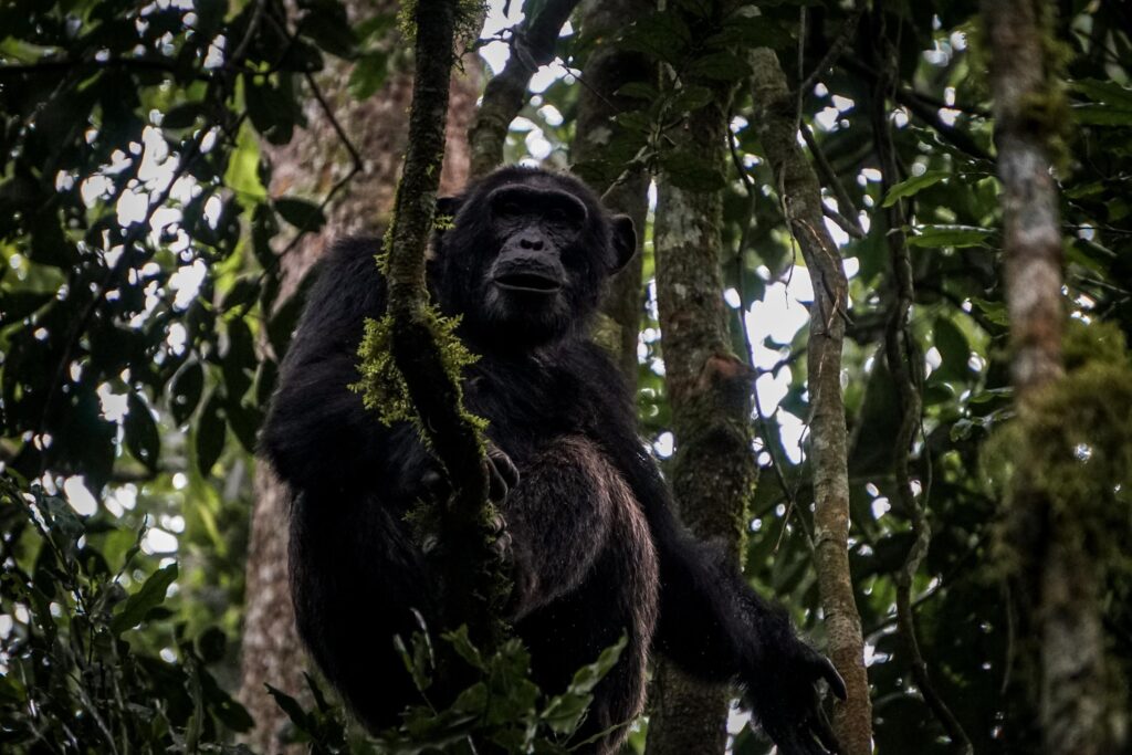 Kibale-National-Park-Chimp-Vine Mukiza A