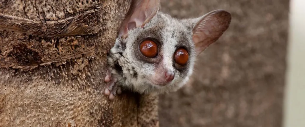 4-Day Uganda Gorilla Trekking Safari 8 svg+xml;charset=utf