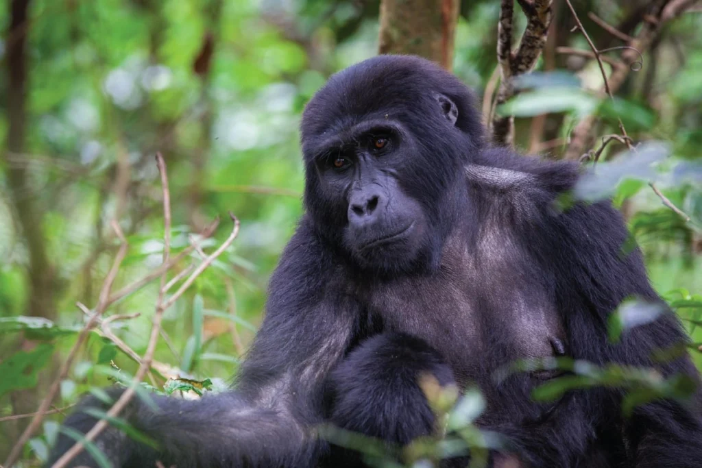 Key Species In Bwindi &Amp; Mgahinga 20 Key Species in Bwindi & Mgahinga