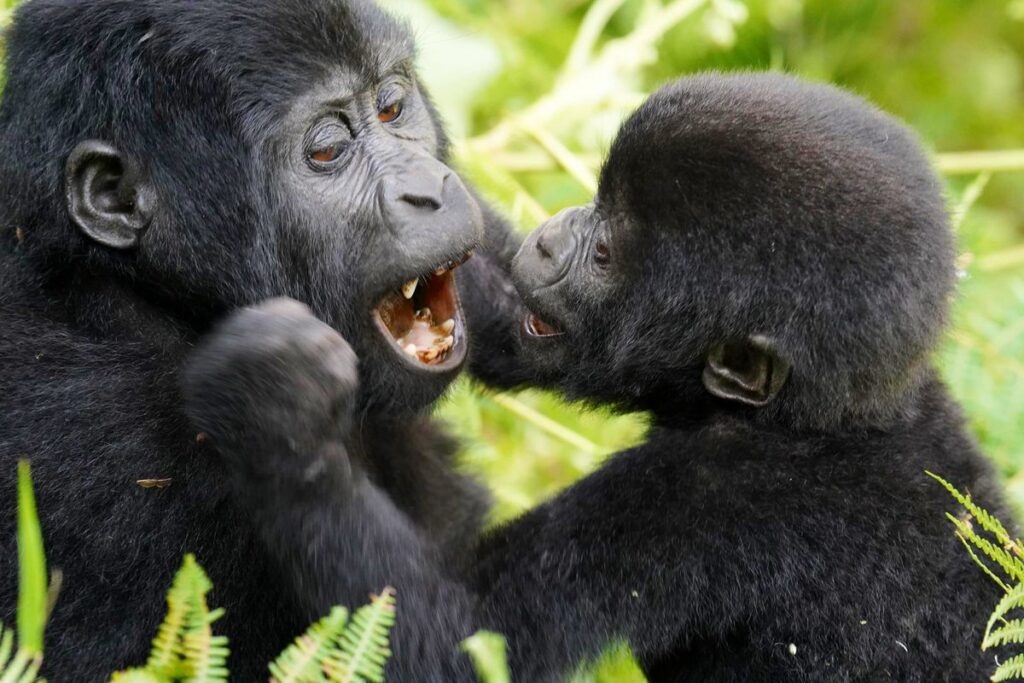 Nyakagezi-Family Gorilla Trekking Permits In Rwanda