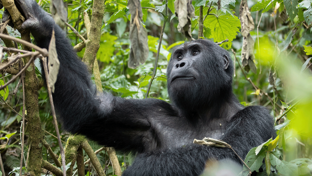 Nyakagezi-Family2 Gorilla Trekking Permits In Rwanda