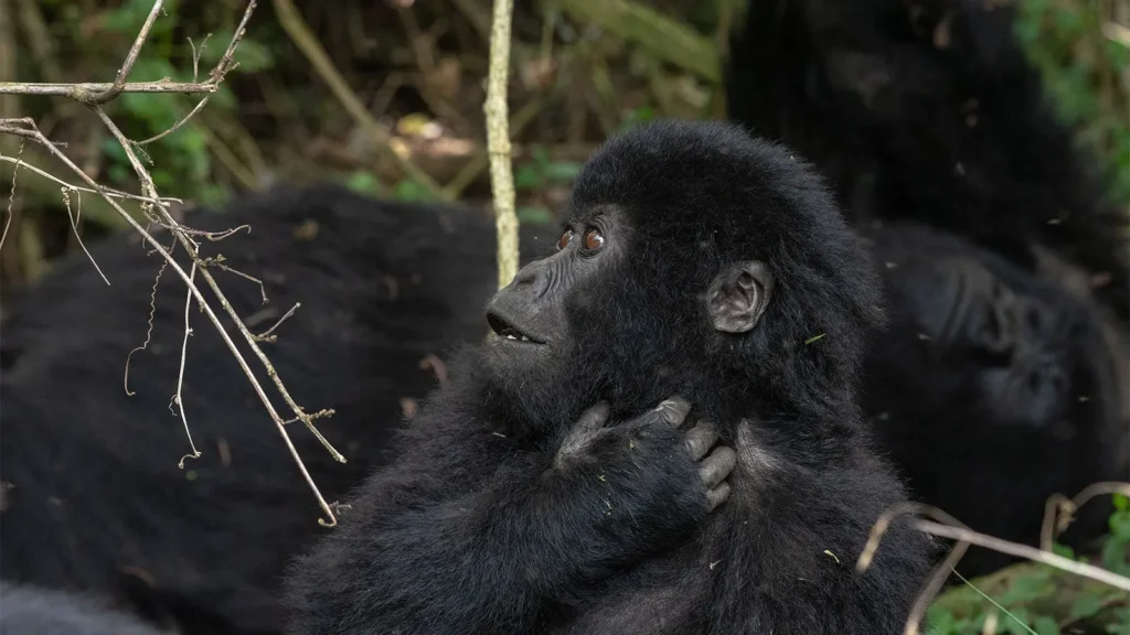 Nyakagezi-Family5 Nyakagezi Family in Mgahinga