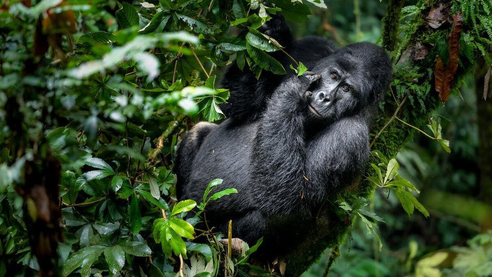 Excursión para Ver Gorilas en Uganda, Uganda Gorilla-Trekking Erlebnis, Observation des Gorilles en Ouganda