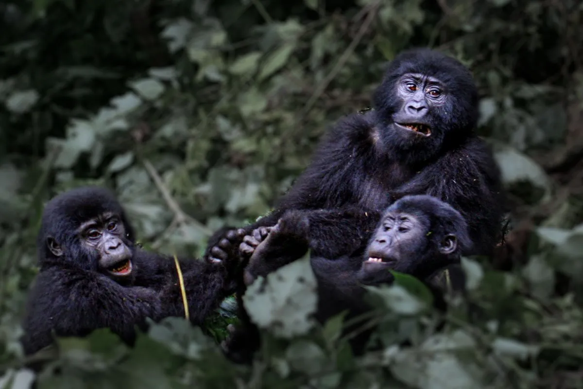 Excursión para Ver Gorilas en Uganda, Uganda Gorilla-Trekking Erlebnis, Observation des Gorilles en Ouganda