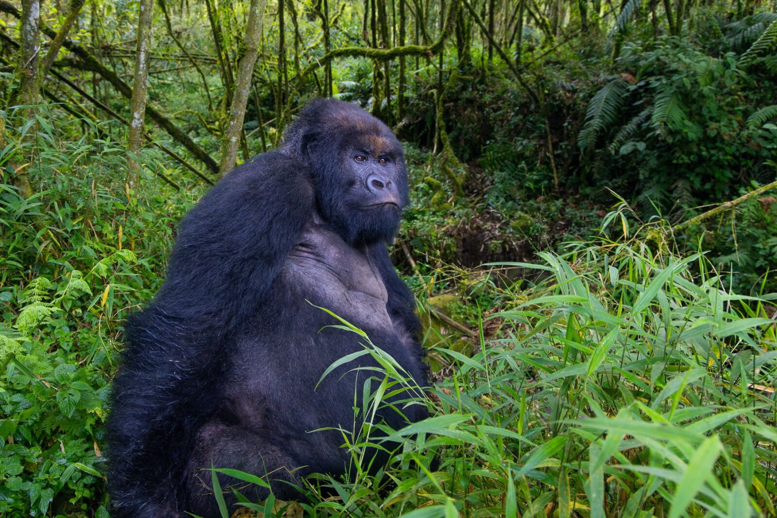 Excursión para Ver Gorilas en Uganda, Uganda Gorilla-Trekking Erlebnis, Observation des Gorilles en Ouganda