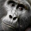 Uganda Primate Safaris: Journey Into the Forests Where We First Belonged