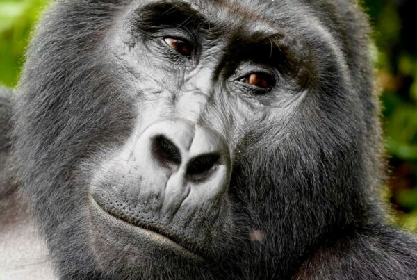 Uganda Primate Safaris: Journey Into the Forests Where We First Belonged