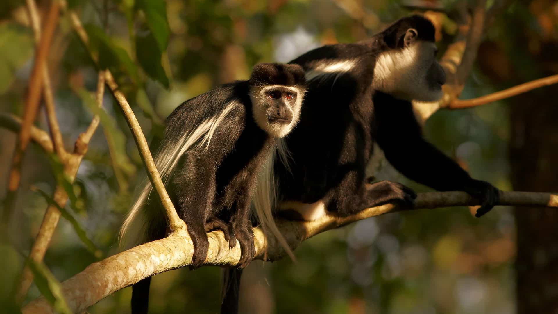 Uganda Primate Safaris: Journey Into the Forests Where We First Belonged