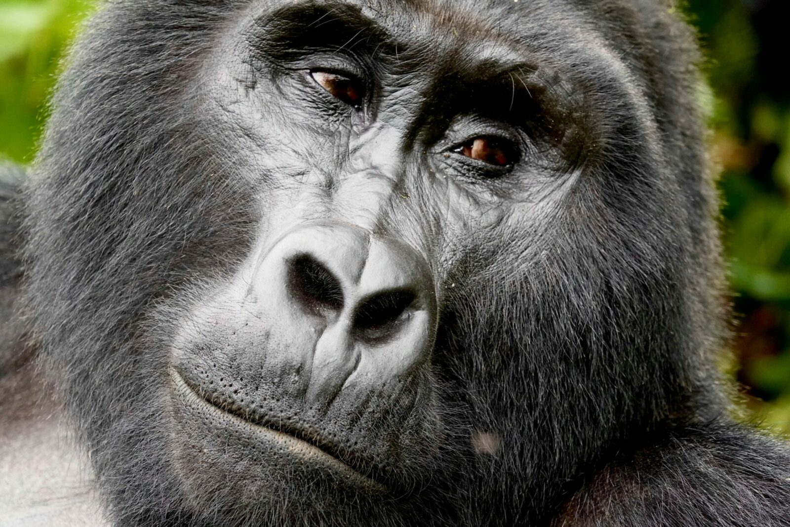 Uganda Primate Safaris: Journey Into the Forests Where We First Belonged