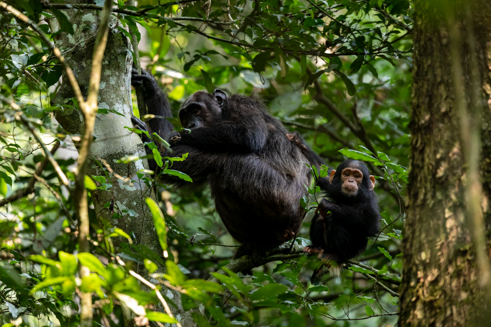Uganda Primate Safaris: Journey Into the Forests Where We First Belonged