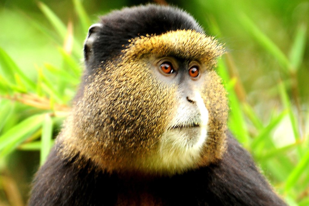 Rd-Pic Golden Monkey