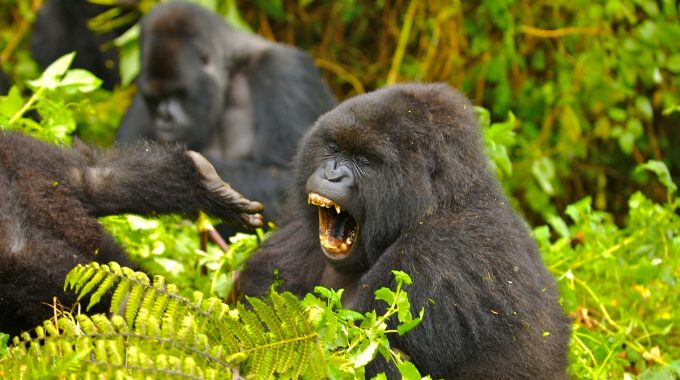Key Species In Bwindi &Amp; Mgahinga 63 Key Species in Bwindi & Mgahinga