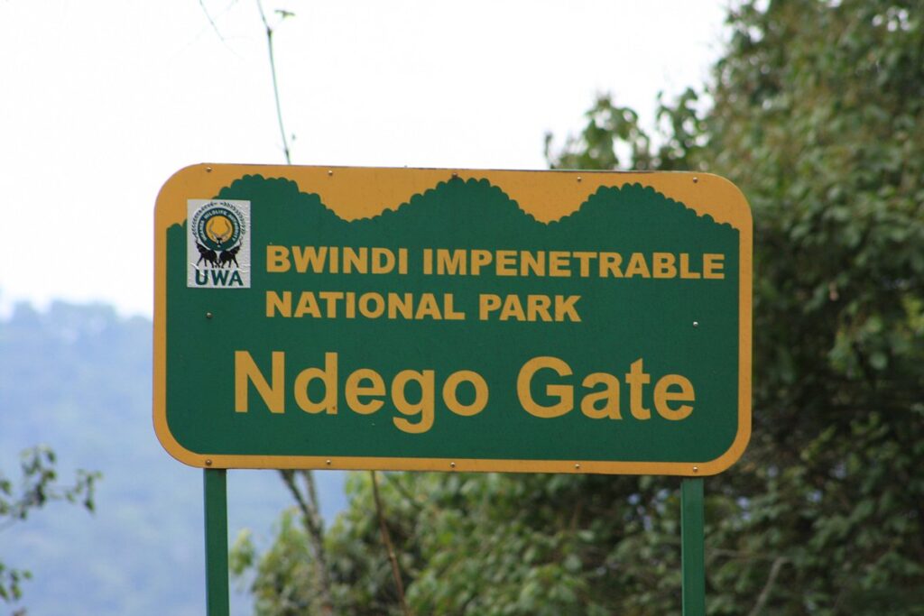 Experience 3 Days of Gorilla Tracking in Bwindi