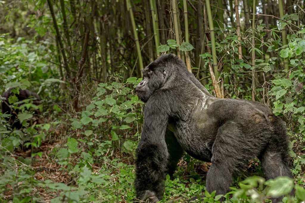 Silverback-Gorilla-Mgahinga 5-Day Kigali to Bwindi & Queen Elizabeth Safari