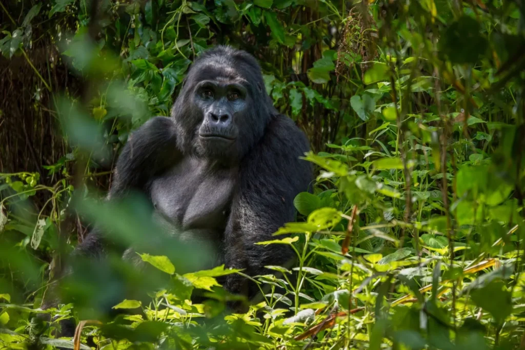 Discounted Gorilla Permits in Uganda