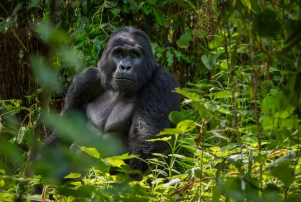 Discounted Gorilla Permits in Uganda