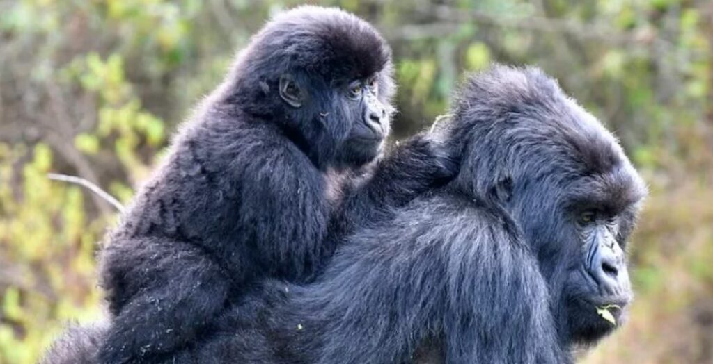 Key Species In Bwindi &Amp; Mgahinga 150 Key Species in Bwindi & Mgahinga