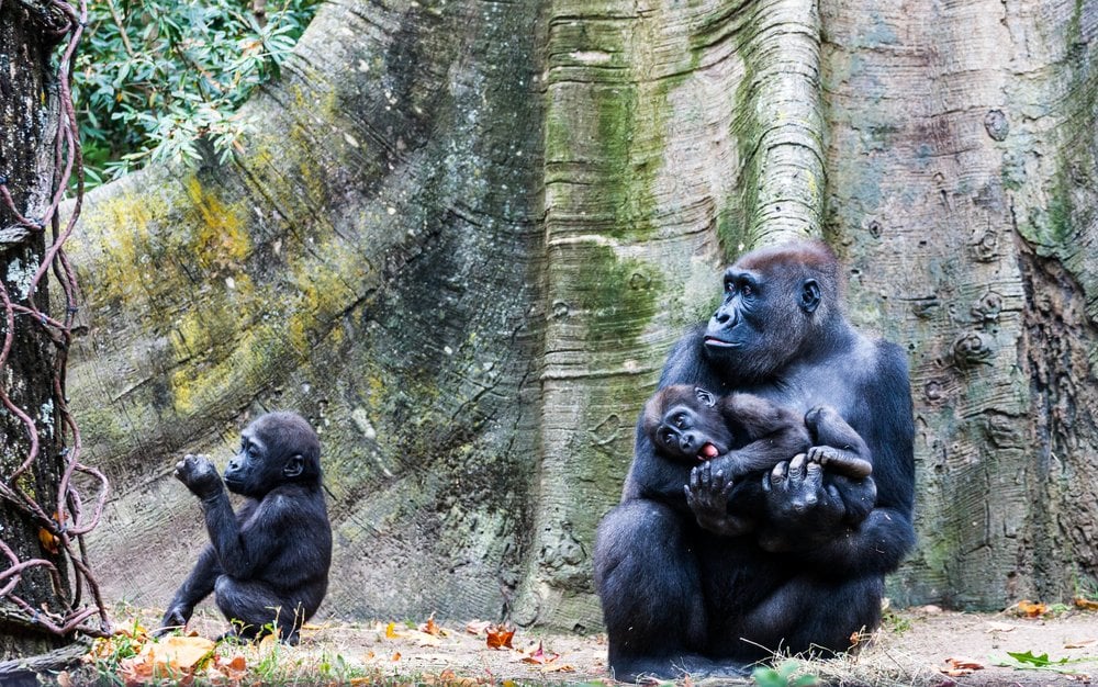 Wwfcmsprodimagesgorillas_Cross_River_Nigeriao.width-1000 Cross River Gorillas