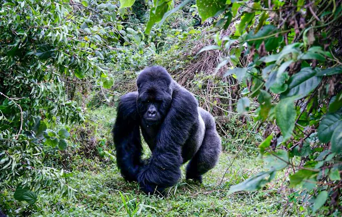 Virunga Massif Altitude &Amp; Acclimatization 29 Mgahinga Gorilla National Park