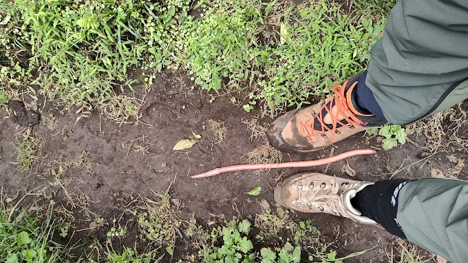 Mgahinga Gorilla National Park Visit (10) Mgahinga Gorilla National Park