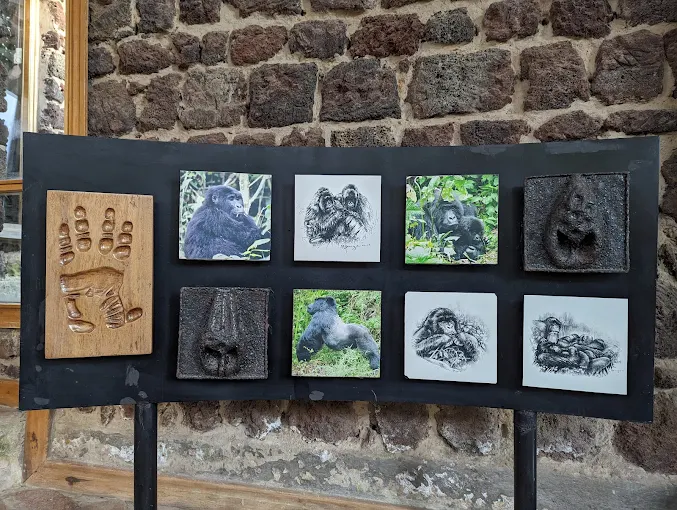 Mgahinga Gorilla National Park Visit (14) Mgahinga Gorilla National Park