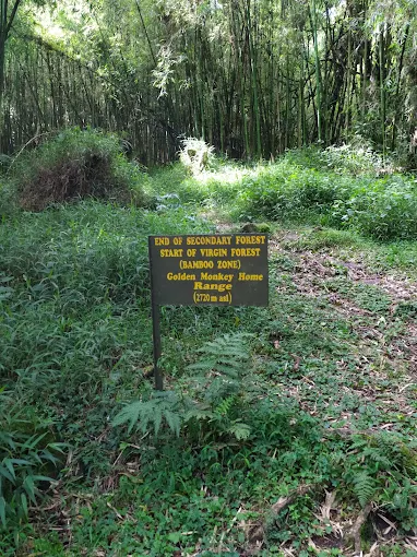 Mgahinga Gorilla National Park Visit (15) Mgahinga Gorilla National Park