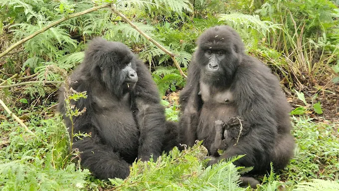 Mgahinga Gorilla National Park Visit (16) Mgahinga Gorilla National Park