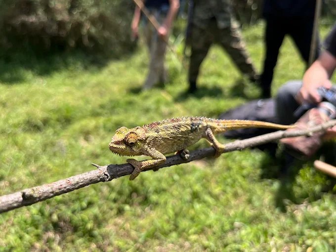 Mgahinga Gorilla National Park Visit (3) Mgahinga Gorilla National Park
