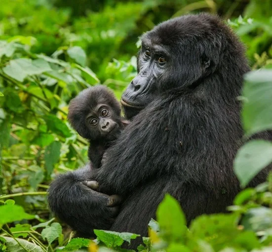 Mgahinga Gorilla National Park Visit (8) Mgahinga Gorilla National Park