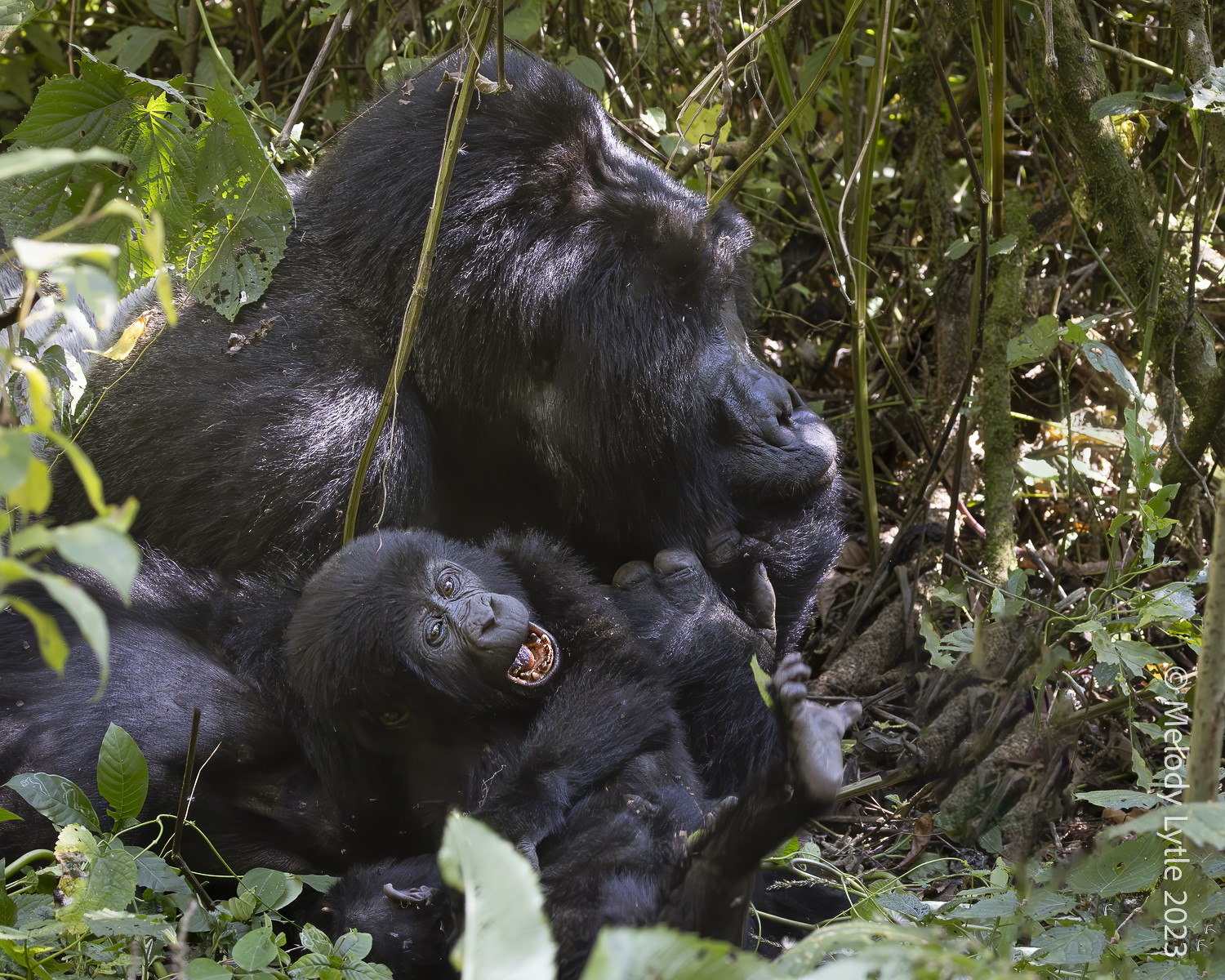 Uganda Gorilla Trekking 2026: Permit Prices, Dates and What Changed