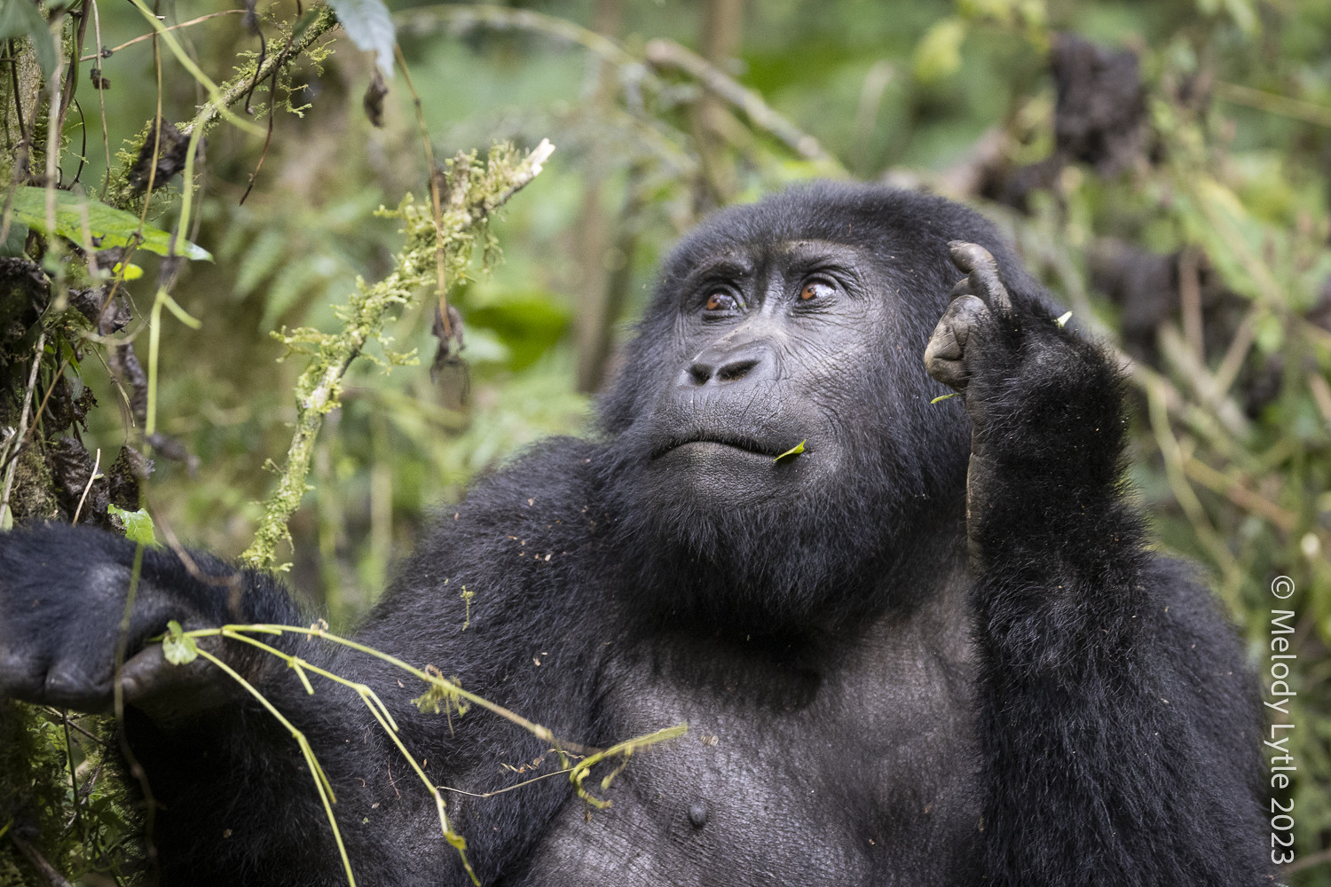Uganda Gorilla Trekking 2026: Permit Prices, Dates and What Changed