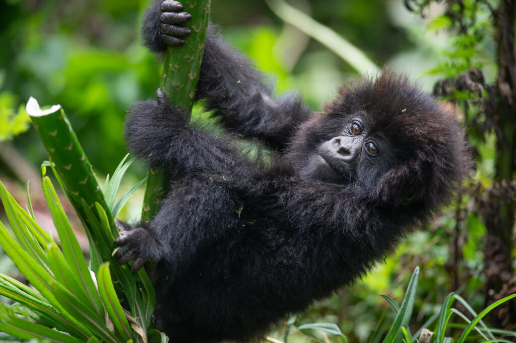 Young mountain gorilla climbing a plant stem