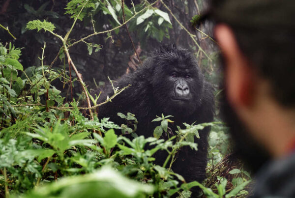 Uganda gorilla trekking first timer