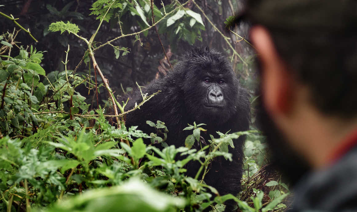 Uganda gorilla trekking first timer