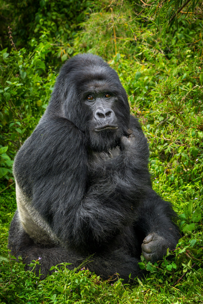Virunga Massif Altitude &Amp; Acclimatization 49 silverback gorilla