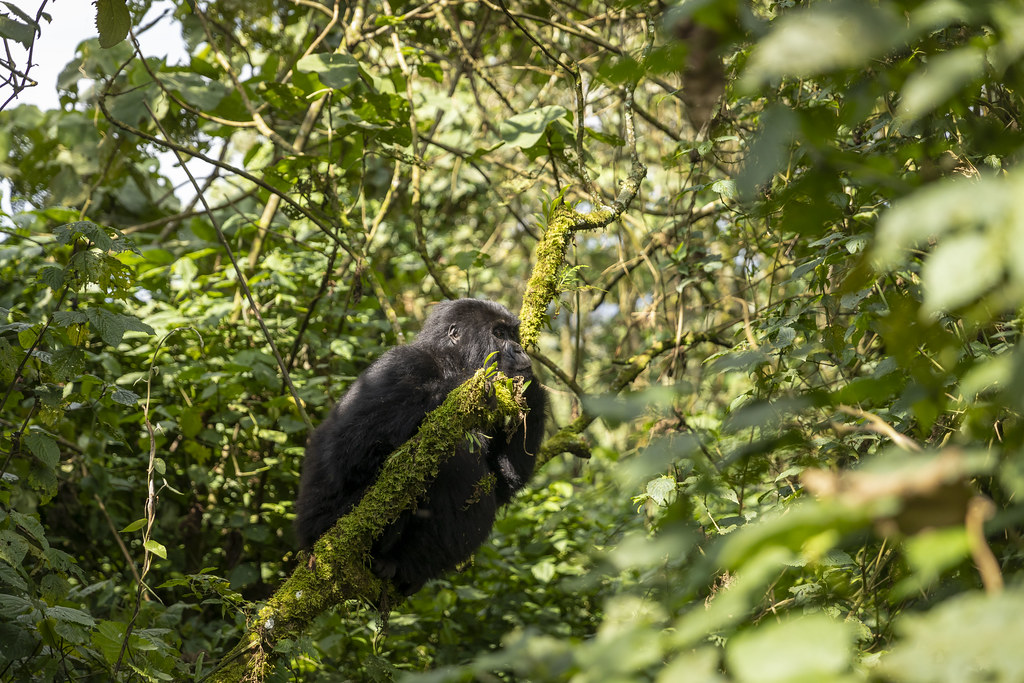 Uganda Gorilla Trekking Near Lake Bunyonyi: Lodges and Day Trips