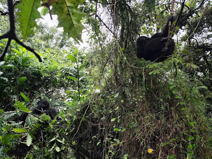 World Wildlife Day 2026