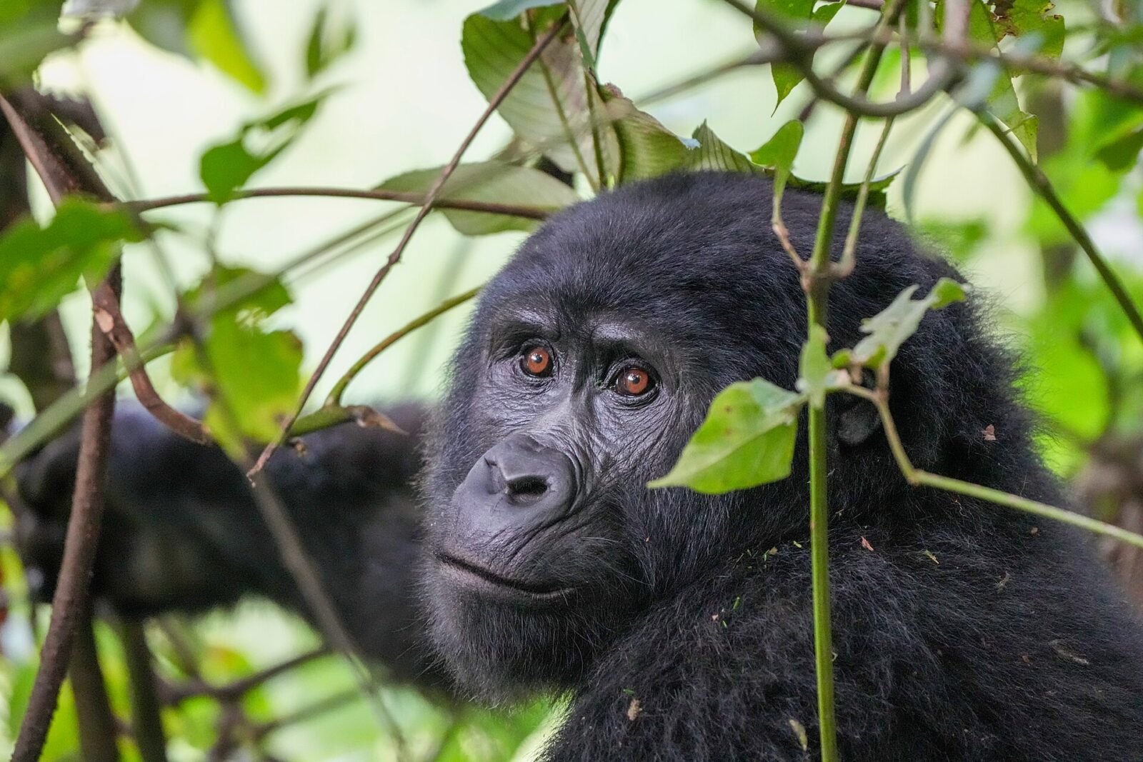 Gorilla Trekking Uganda: The Guide for People With a Limited Budget
