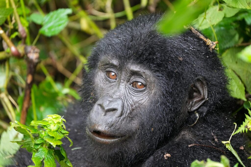 Gorilla Trekking Uganda: The Ultimate 48-Hour Guide