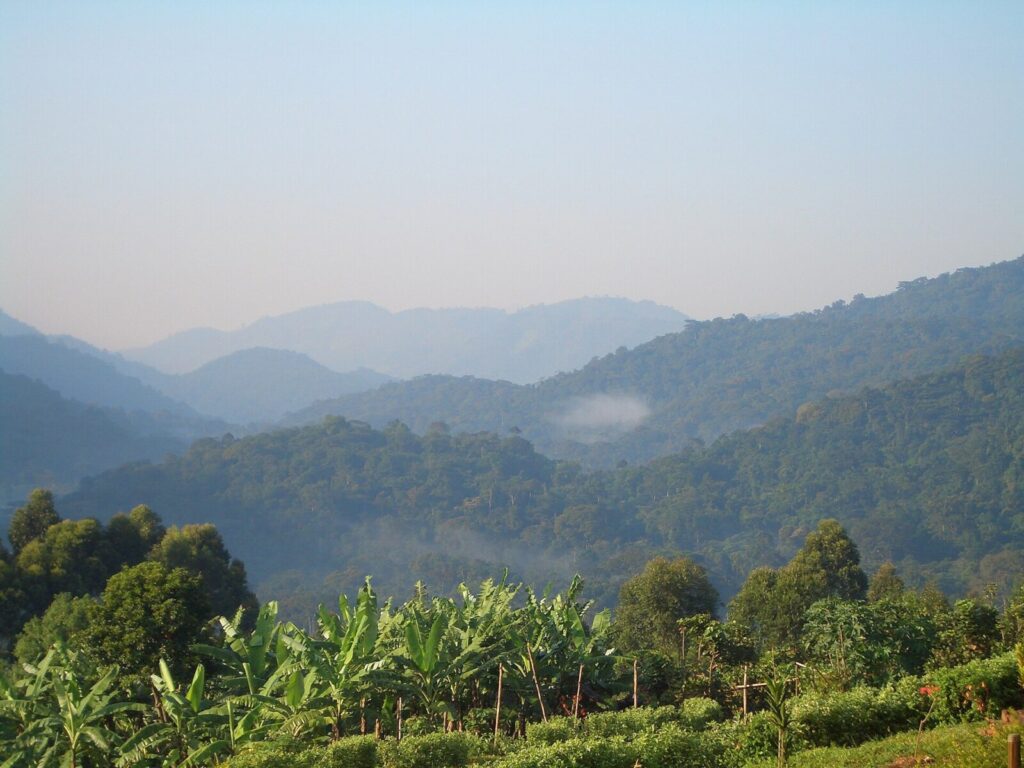 The Last Wild Place on Earth: Why Bwindi Forest Will Break Your Heart
