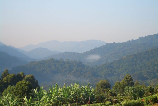 The Last Wild Place on Earth: Why Bwindi Forest Will Break Your Heart