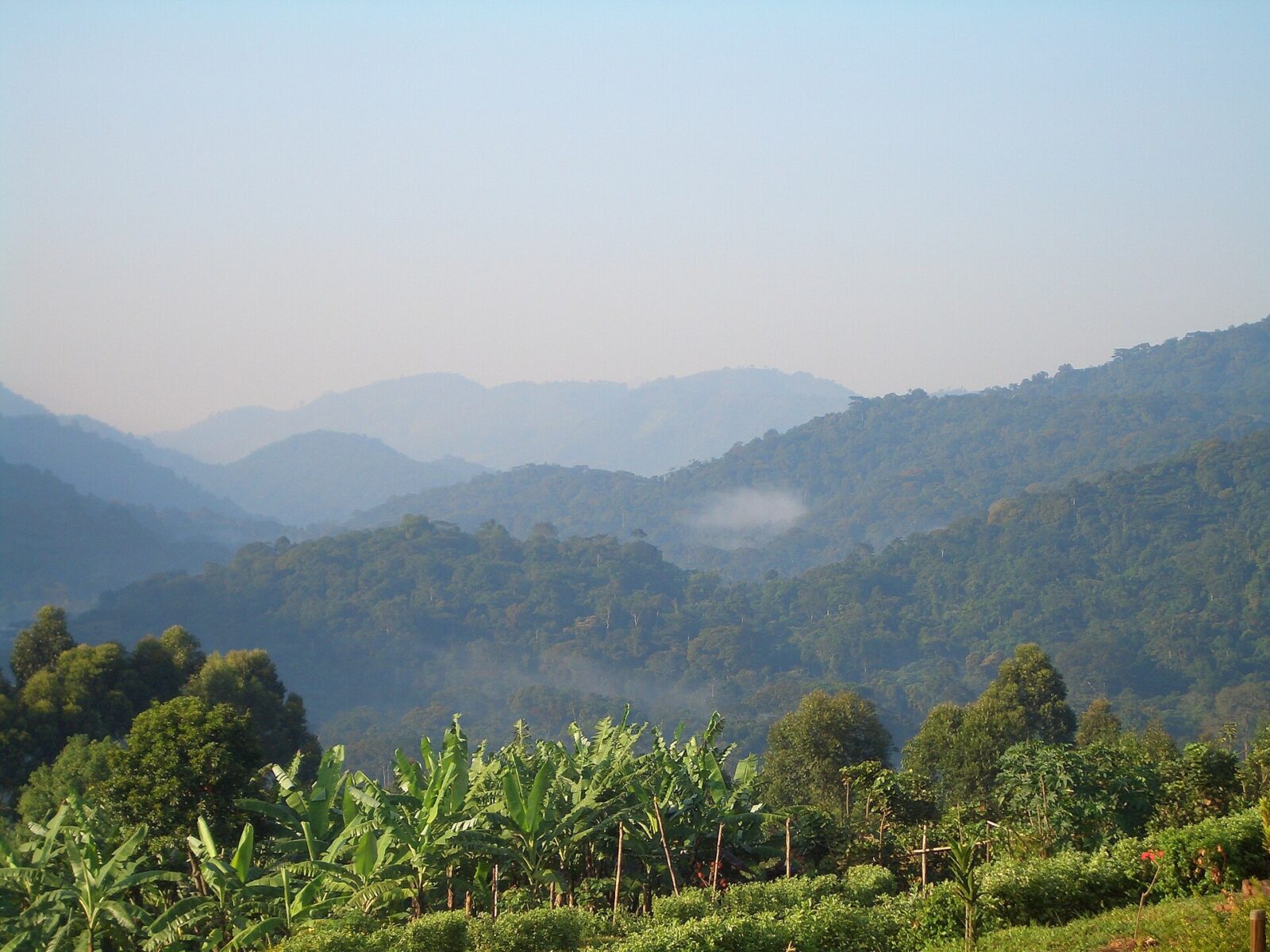 The Last Wild Place on Earth: Why Bwindi Forest Will Break Your Heart
