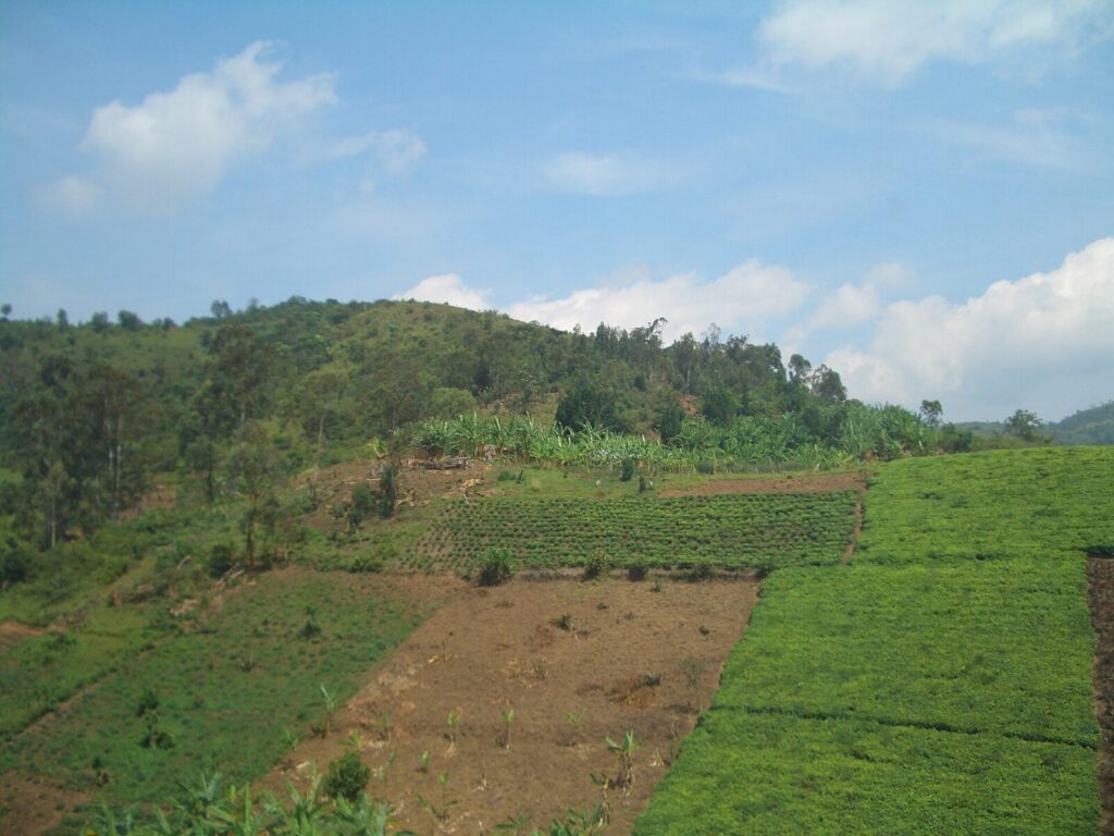We Scattered My Father s Ashes in Bwindi Forest: A Tribute