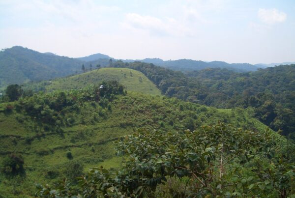 Why the Bwindi Forest Makes Grown Men Weep Without Warning