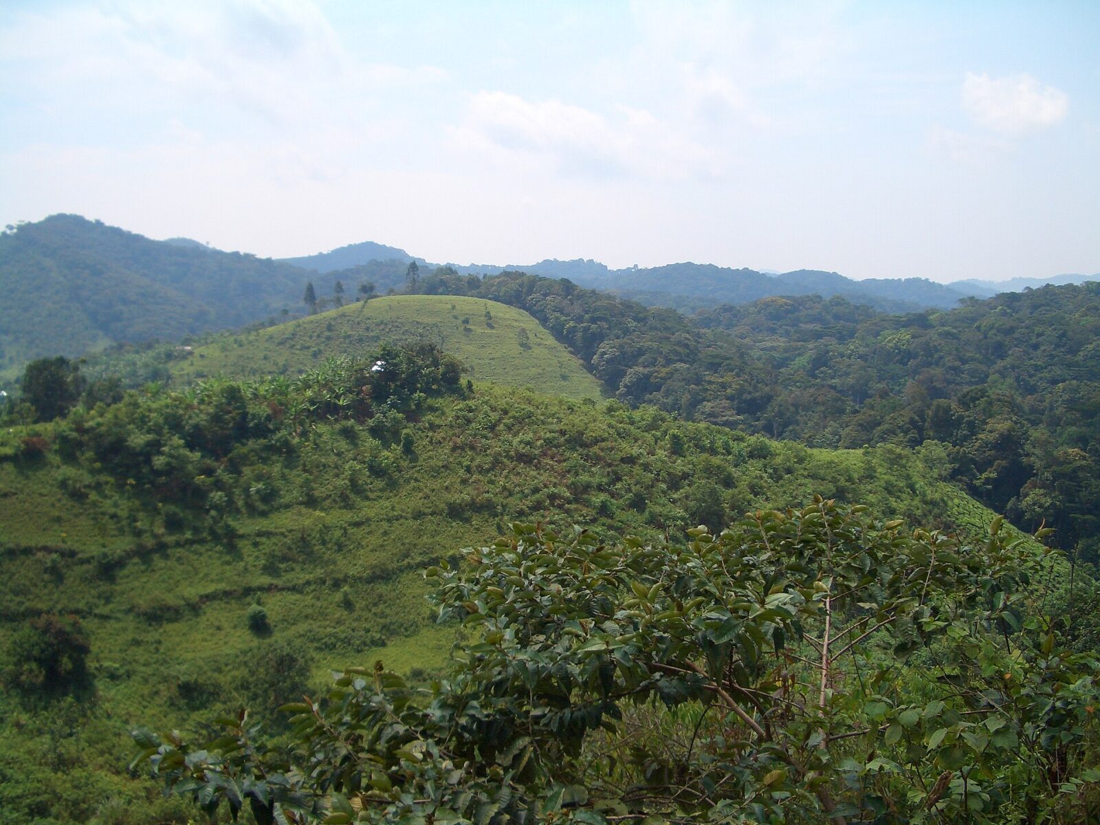 Why the Bwindi Forest Makes Grown Men Weep Without Warning