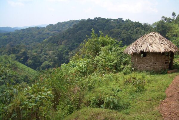 The Celebrity Who Visited Bwindi in 2026 and What They Said