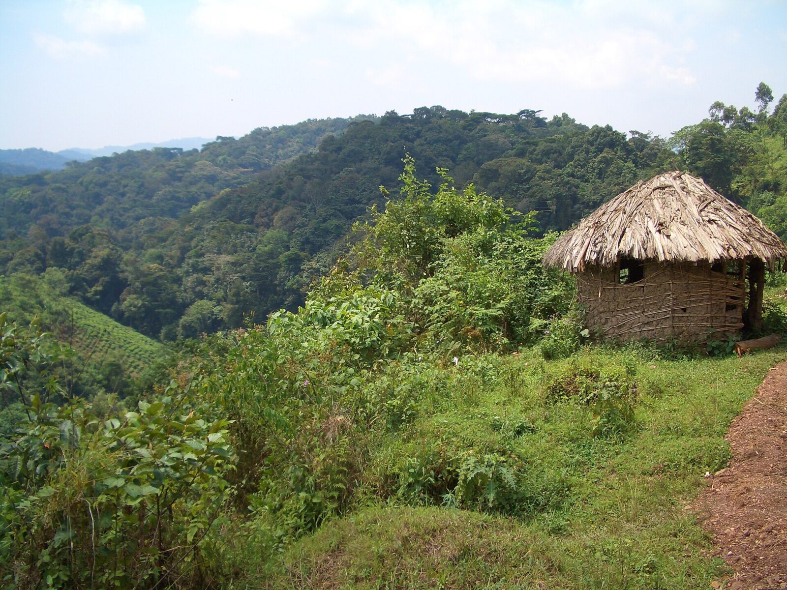 The Celebrity Who Visited Bwindi in 2026 and What They Said