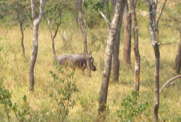 Nkuringo Sector Bwindi: The Challenging Trek Is It Right for You?